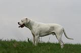 DOGUE ARGENTIN 425